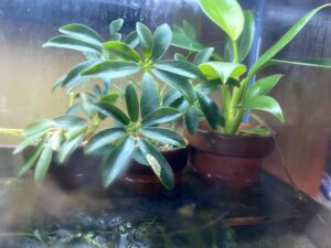 観葉植物　水槽２
